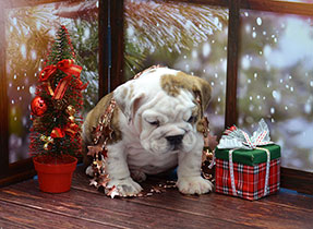 ����� ����������� ��������