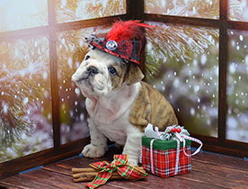 ����� ����������� ��������