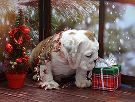 ����� ����������� ��������