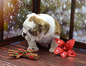 ����� ����������� ��������