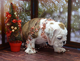 ����� ����������� ��������