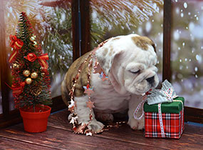 ����� ����������� ��������