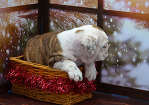 ����� ����������� ��������