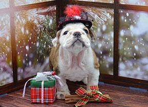 ����� ����������� ��������