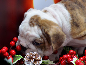 ����� ����������� ��������