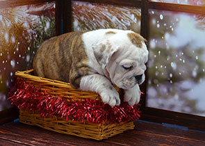 ����� ����������� ��������