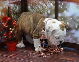 ����� ����������� ��������