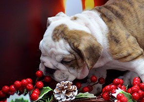 ����� ����������� ��������