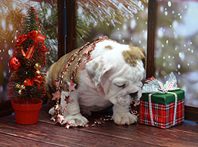 ����� ����������� ��������