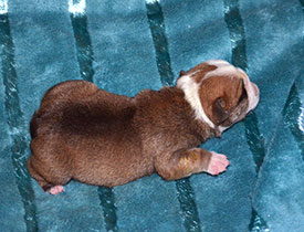 ����� ����������� ��������