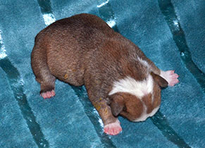 ����� ����������� ��������