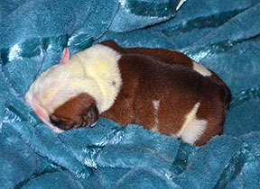 ����� ����������� ��������