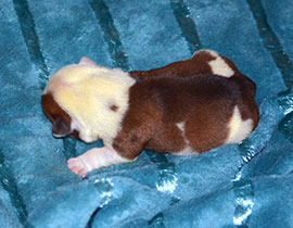 ����� ����������� ��������