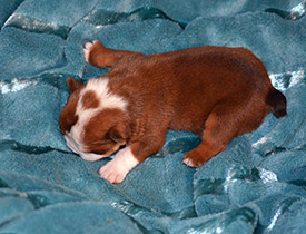 ����� ����������� ��������