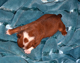 ����� ����������� ��������