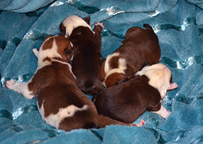 ����� ����������� ��������