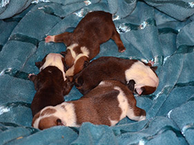 ����� ����������� ��������