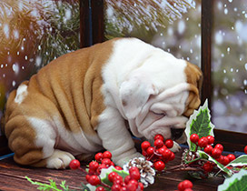 ����� ����������� ��������