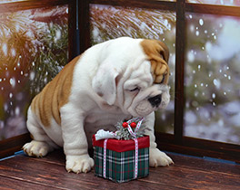 ����� ����������� ��������