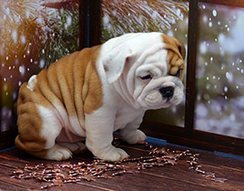 ����� ����������� ��������