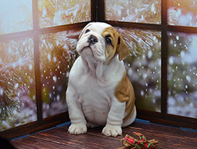 ����� ����������� ��������