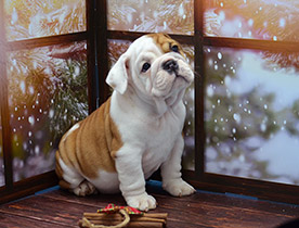 ����� ����������� ��������