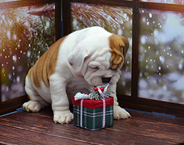 ����� ����������� ��������