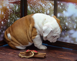 ����� ����������� ��������