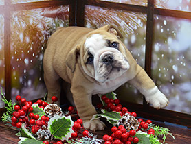 ����� ����������� ��������