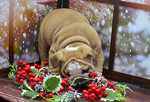 ����� ����������� ��������