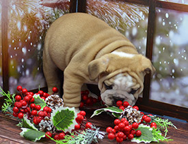 ����� ����������� ��������