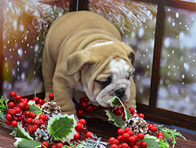 ����� ����������� ��������