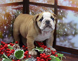 ����� ����������� ��������