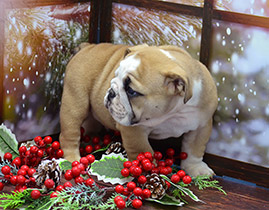 ����� ����������� ��������