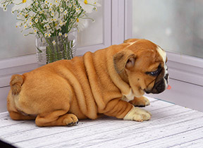 ����� ����������� ��������