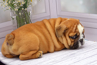 ����� ����������� ��������