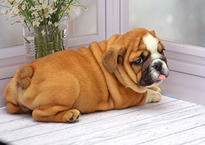 ����� ����������� ��������