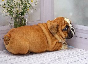 ����� ����������� ��������