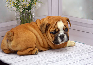 ����� ����������� ��������