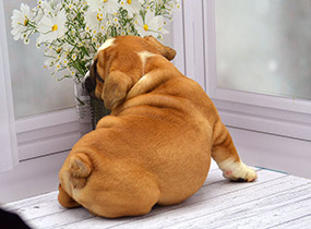 ����� ����������� ��������