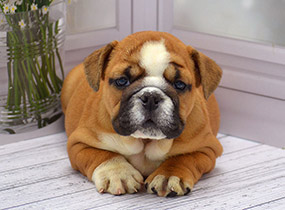 ����� ����������� ��������