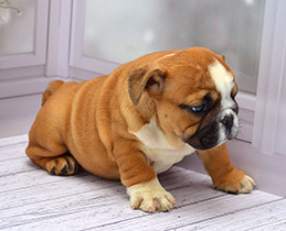 ����� ����������� ��������