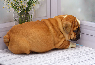 ����� ����������� ��������