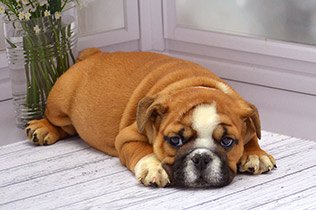 ����� ����������� ��������