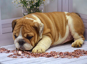 ����� ����������� ��������