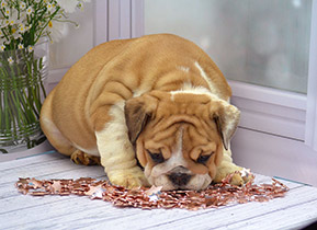 ����� ����������� ��������