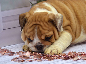 ����� ����������� ��������