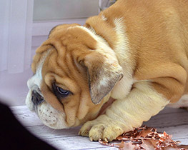 ����� ����������� ��������