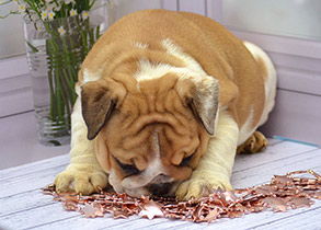 ����� ����������� ��������