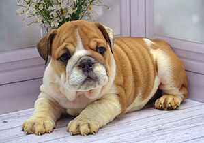 ����� ����������� ��������